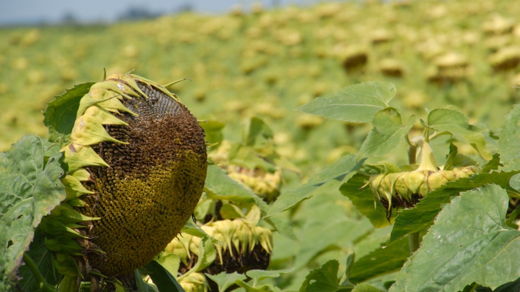 Hatalmas tányér a mind magasabb növésű, intenzív napraforgókon: regulátortechnológia segíthet a növényvédelemben (Fotó: Horizont Média/Kohout Zoltán)