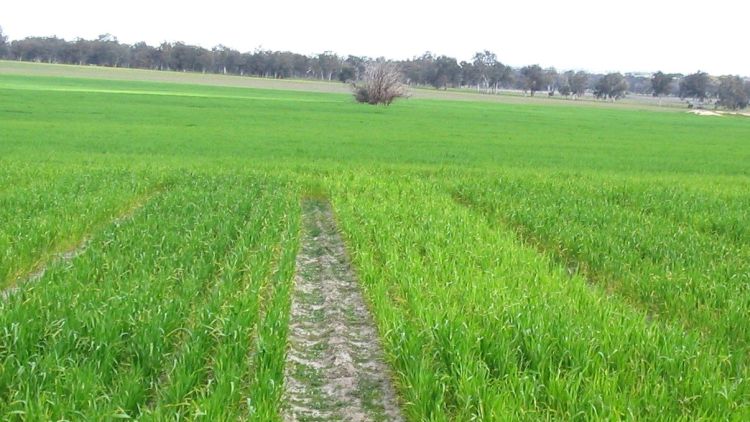 Kénhiány tünetei gabonában