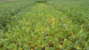 Kénhiány tünetei szójában