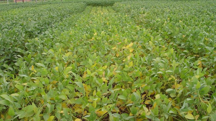 Kén, a láthatatlan tényező a magasabb terméshozam mögött