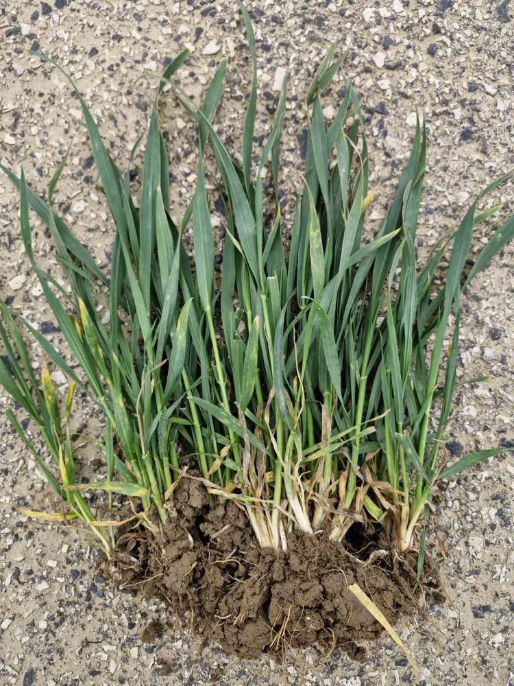 őszi búza fejlődése fenológiai figyelés