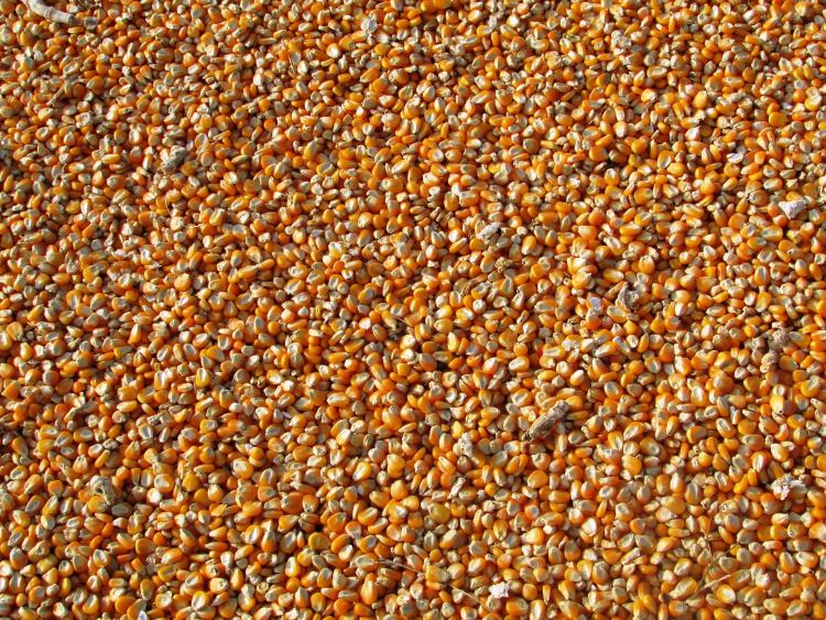 Kukoricapiaci kilátások és minőségbiztosítás a Hungrana Kft. példáján