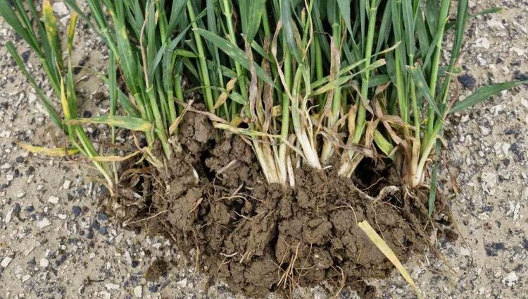 Új rovat indul: jön a Fenológiai FIGYELŐ