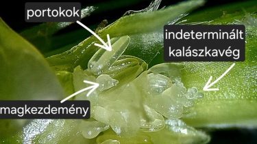 tritikálé kalász fenológiai vizsgálata