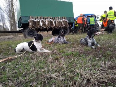 Vizsla keres mezei nyulat.