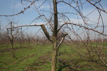 Idős gyümölcsfa ifjító metszése