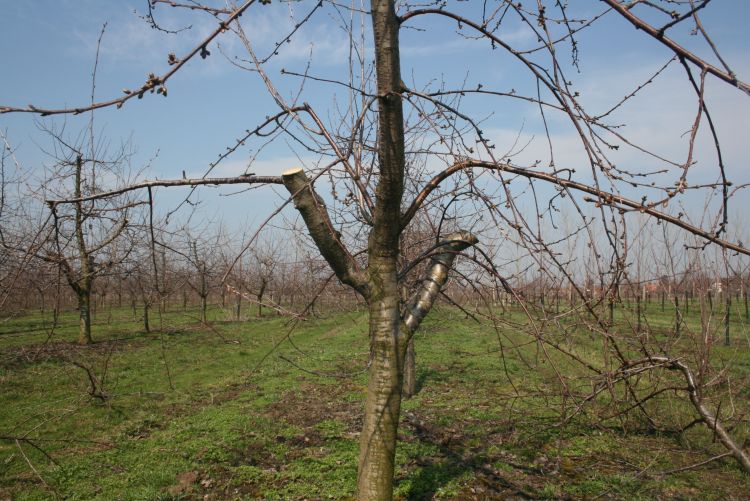 Megújíthatjuk idős gyümölcsfáinkat?