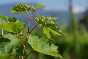 Szőlőkabóca kártétel a levélen