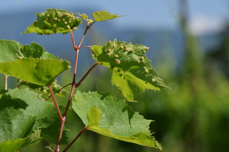 Szőlőkabóca kártétel a levélen