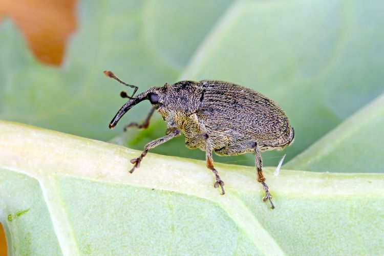 nagy repceszár-ormányos a repce levelén