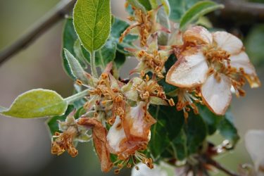 A képen egy gyümölcsfa elfagyott, barnuló virágai láthatók közelről, a fagy okozta károsodás jól felismerhető a szirmokon és a porzókon.
