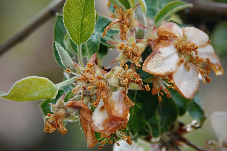 Fagykáros alma virágzáskor