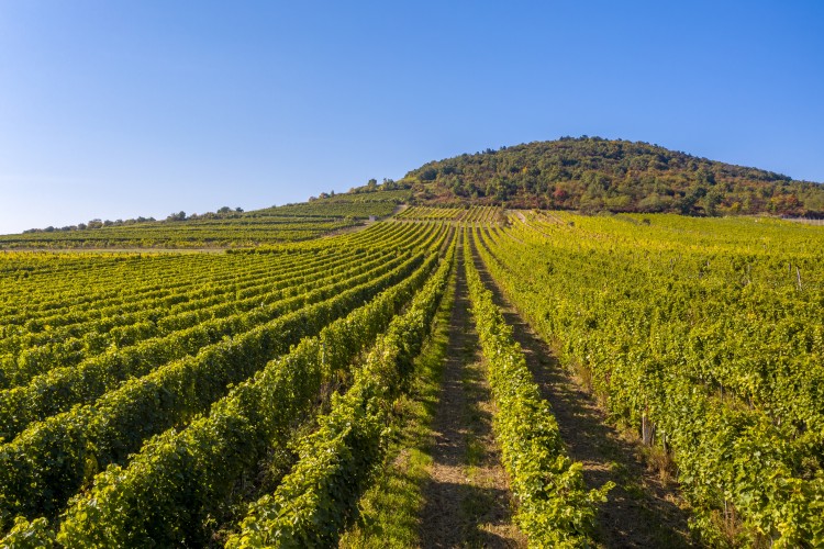Szőlővédelem másképp: a tőke ereje dönthet