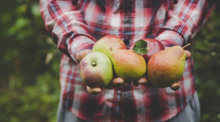 Több alma és körte maradt Európa hűtőházaiban