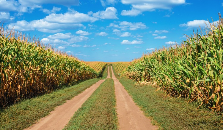 Drága műtrágya szorítja ki a kukoricát