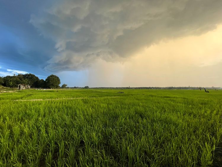 Esőre vár a mezőgazdaság