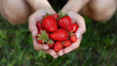 Friss szamóca kézben tartva