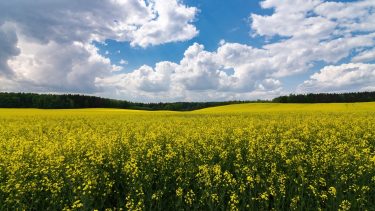 A változékony tavaszi időjárás a repcetáblák fejlődését és a növényvédelmi munkák időzítését is befolyásolhatja. (Fotó: Shutterstock.com)
