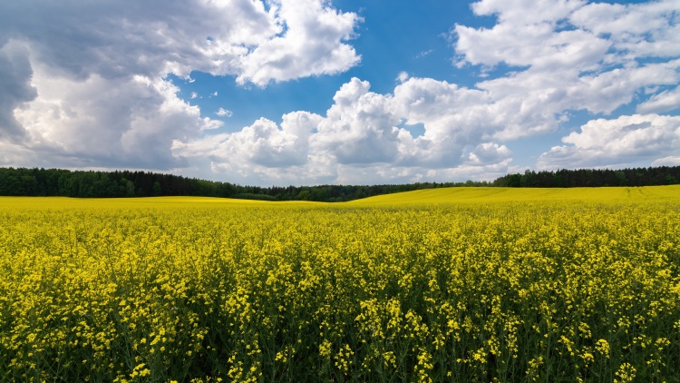 A változékony tavaszi időjárás a repcetáblák fejlődését és a növényvédelmi munkák időzítését is befolyásolhatja. (Fotó: Shutterstock.com)