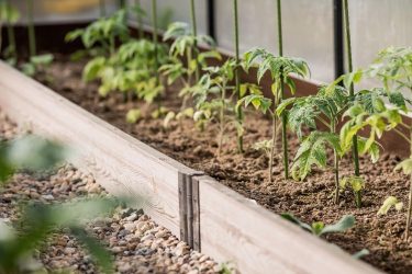 Palánták fejlődnek az üvegházban