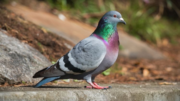 Galambkár napraforgó keléskor