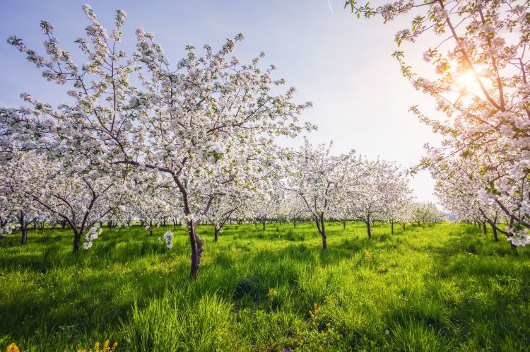 Ekkortól enyhülhet a fagyveszély