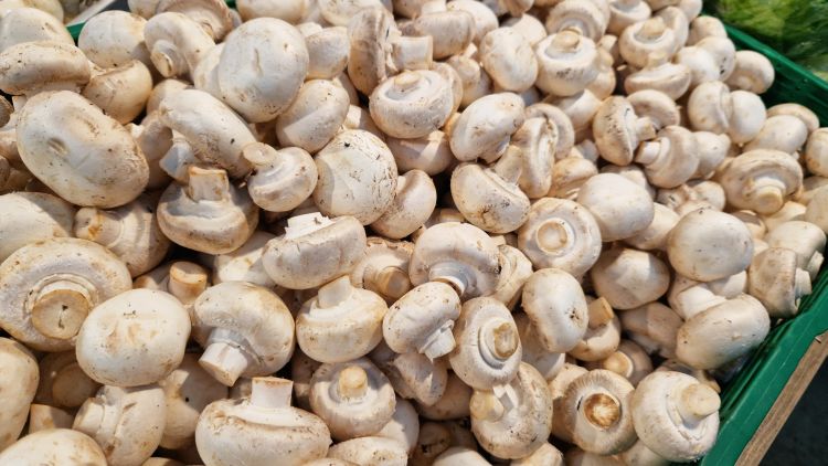 Friss csiperkegomba az exportpiacra