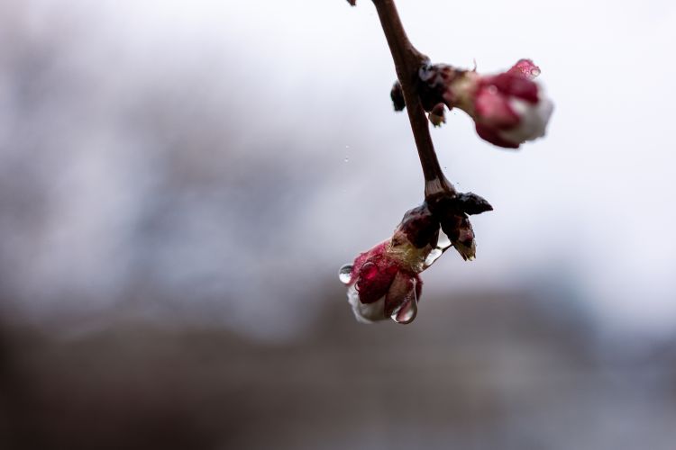 Fagykár után erre figyeljen minden termelő