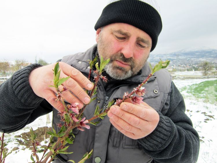 Fagykár a virágzó gyümölcsösben