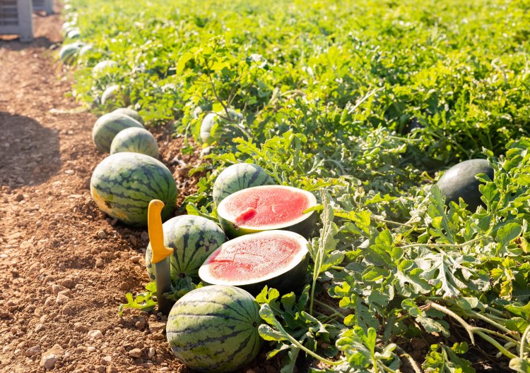 Érett görögdinnye a dinnyeföldön