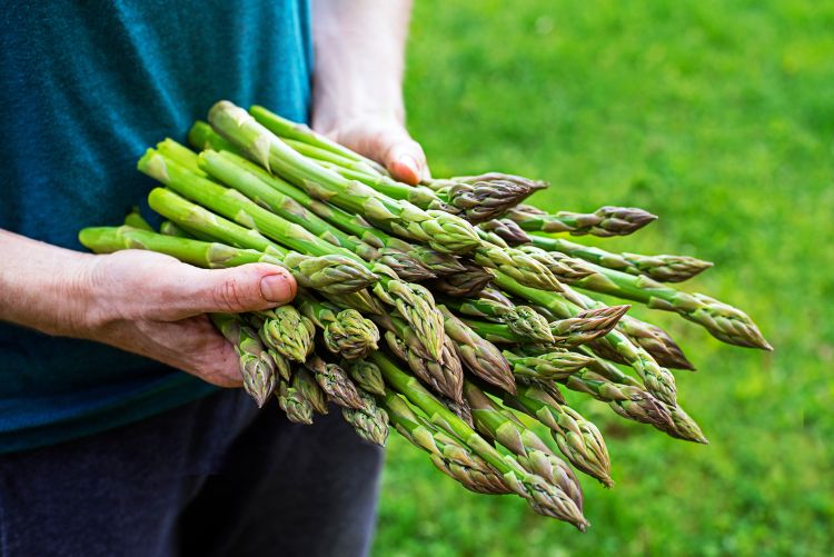 Friss magyar spárga betakarításkor