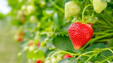 Érésben lévő szamócák