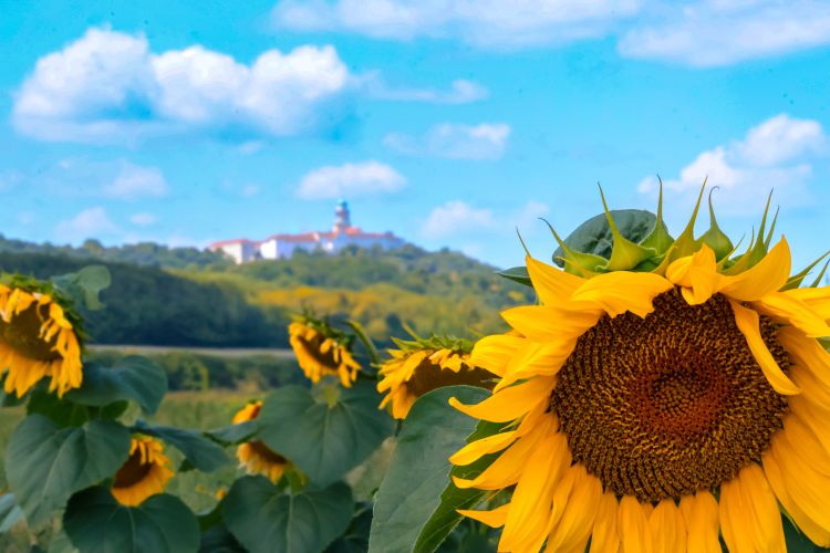 Napraforgó és magyar táj