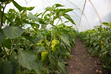 Paprikák fóliasátorban termesztés közben