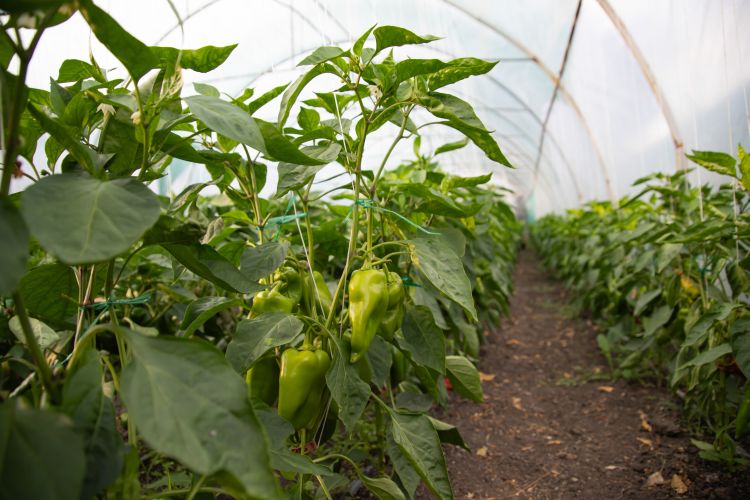 Paprikák fóliasátorban termesztés közben