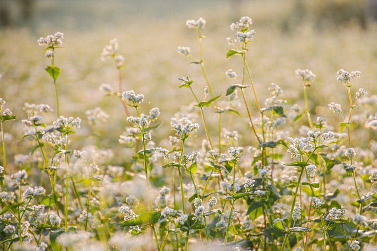 Virágzó hajdina a földön