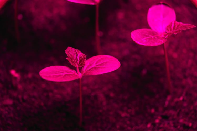 LED-világítás alatt fejlődő palánták