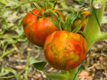 TSWV veszély a hajtatásban