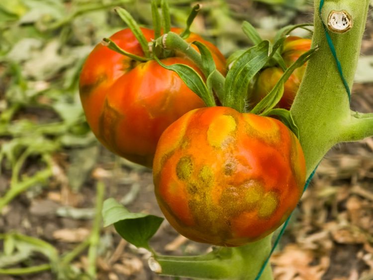 Régi vírus, új csapda a hajtatásban