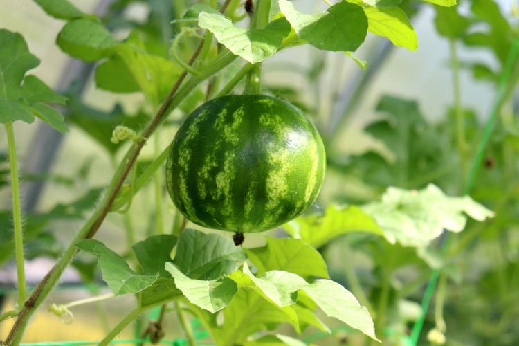 Mini görögdinnye zárt termesztésben