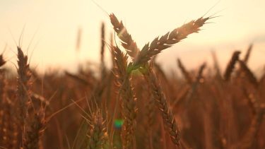 Búzatábla naplementében nyáron