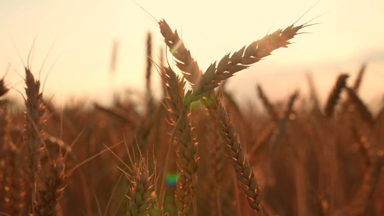 Búzatábla naplementében nyáron