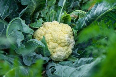 Karfiol a zöld lomb között