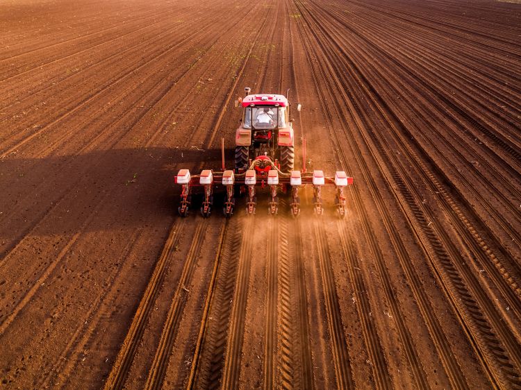 Száraz alföldi szántóföld vetéssel
