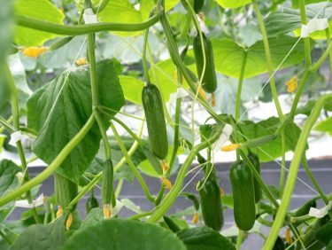 Nő az üvegházi uborkakínálat