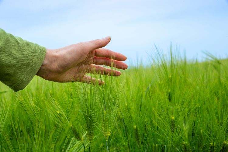 Műtrágyaárak és vetéstervek