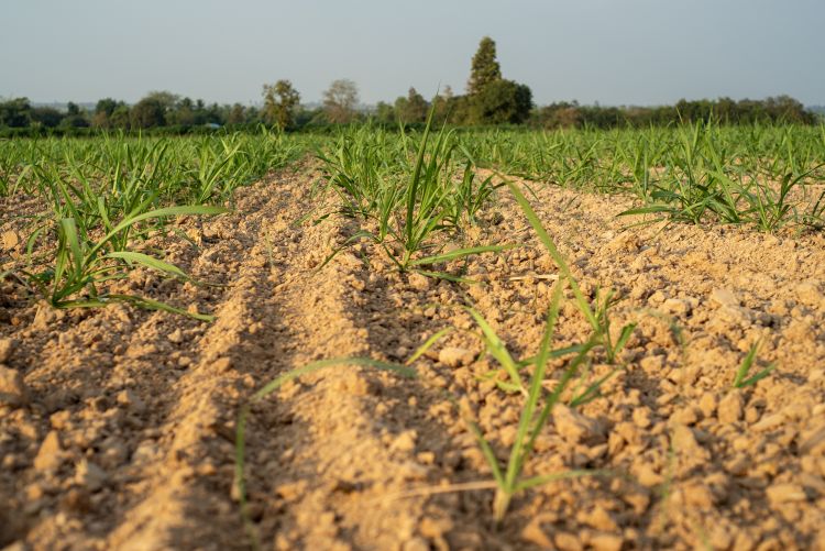Száraz májusi vetés kelése