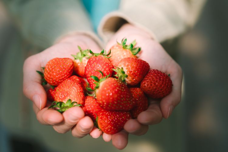 Friss hazai szamóca kézben