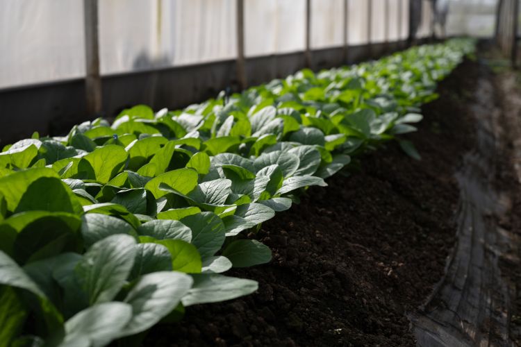 Nem tápanyag, mégis működik: új korszak jön