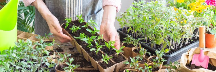 Palánták előkészítése tavaszi ültetéshez